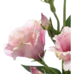 Eustoma gałązka 83cm sun345 deep pink