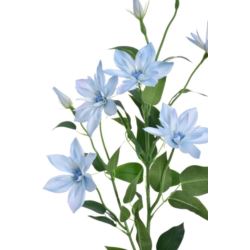 KLEMATIS GAŁĄZKA 80CM SUN508 POWDER BLUE