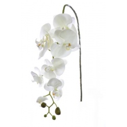 STORCZYK PHALAENOPSIS 98CM SUN315 CREAM