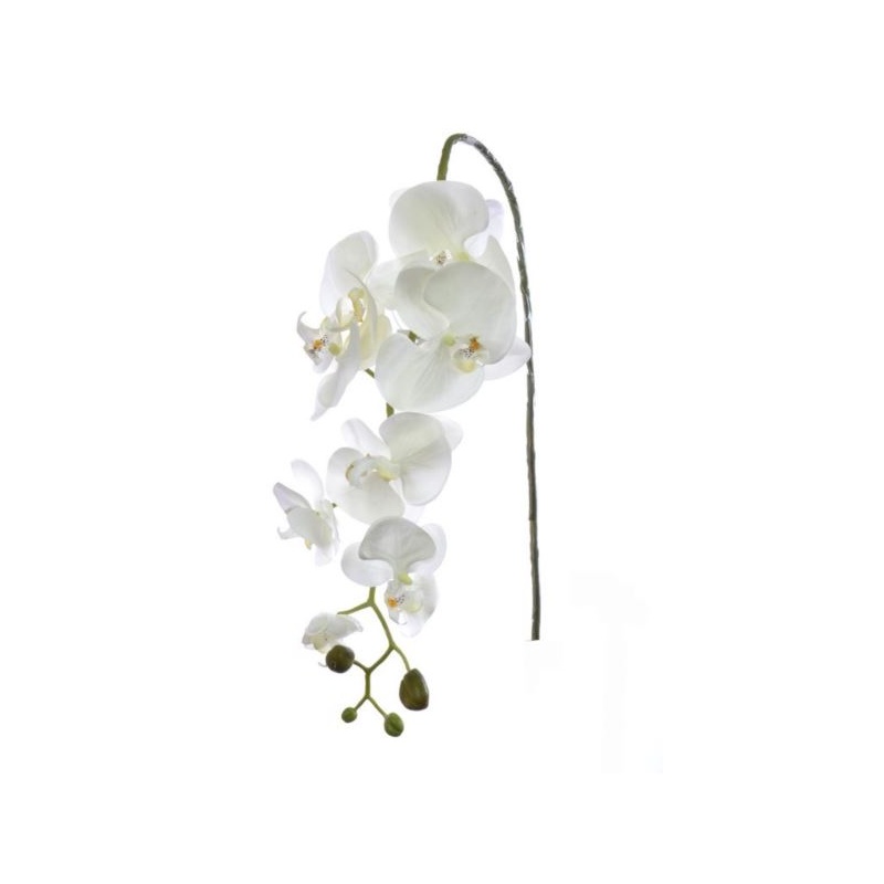 STORCZYK PHALAENOPSIS 98CM SUN315 CREAM