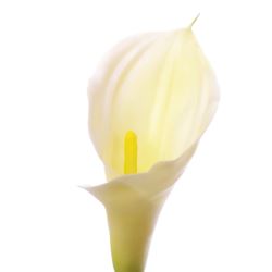 CALLA GUMA RURKA 70CM AL45546 WHITE
