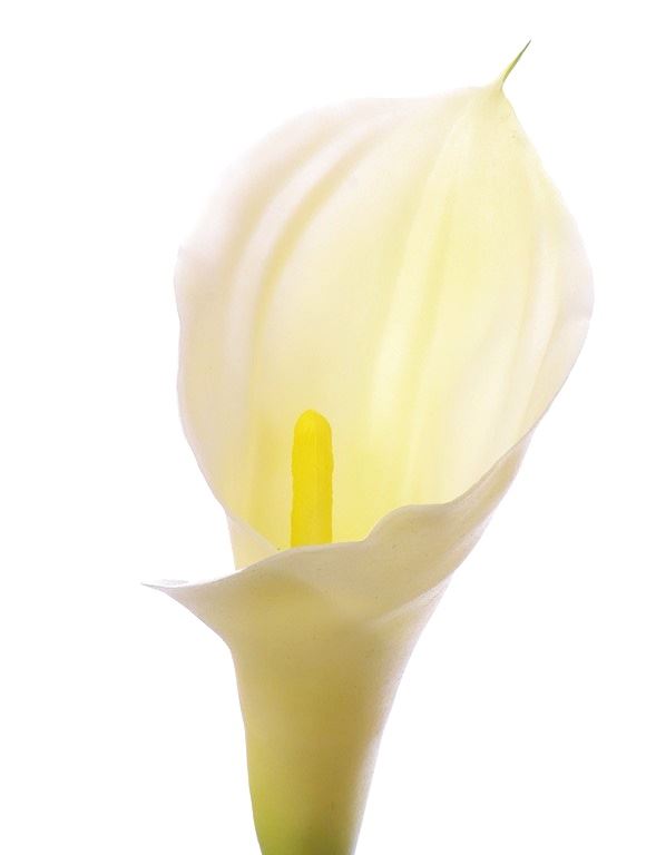 CALLA GUMA RURKA 70CM AL45546 WHITE