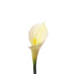 CALLA GUMA RURKA 70CM AL45546 WHITE