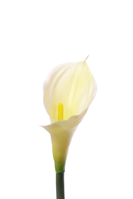 CALLA GUMA RURKA 70CM AL45546 WHITE