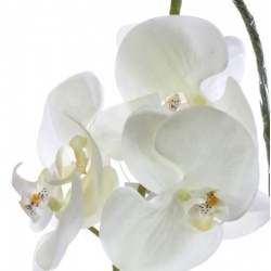 STORCZYK PHALAENOPSIS 98CM SUN315 CREAM
