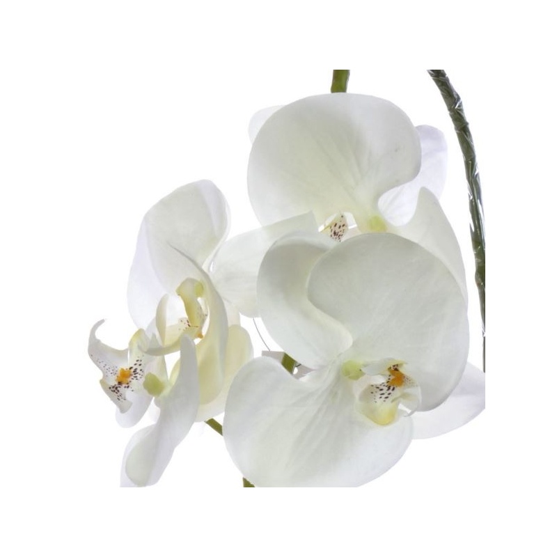 STORCZYK PHALAENOPSIS 98CM SUN315 CREAM