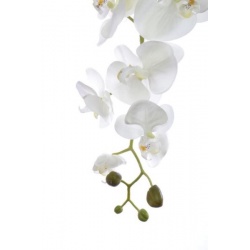 STORCZYK PHALAENOPSIS 98CM SUN315 CREAM