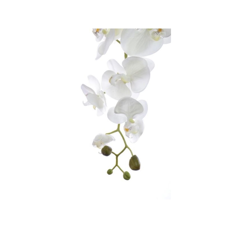 STORCZYK PHALAENOPSIS 98CM SUN315 CREAM