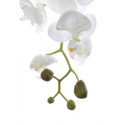 STORCZYK PHALAENOPSIS 98CM SUN315 CREAM