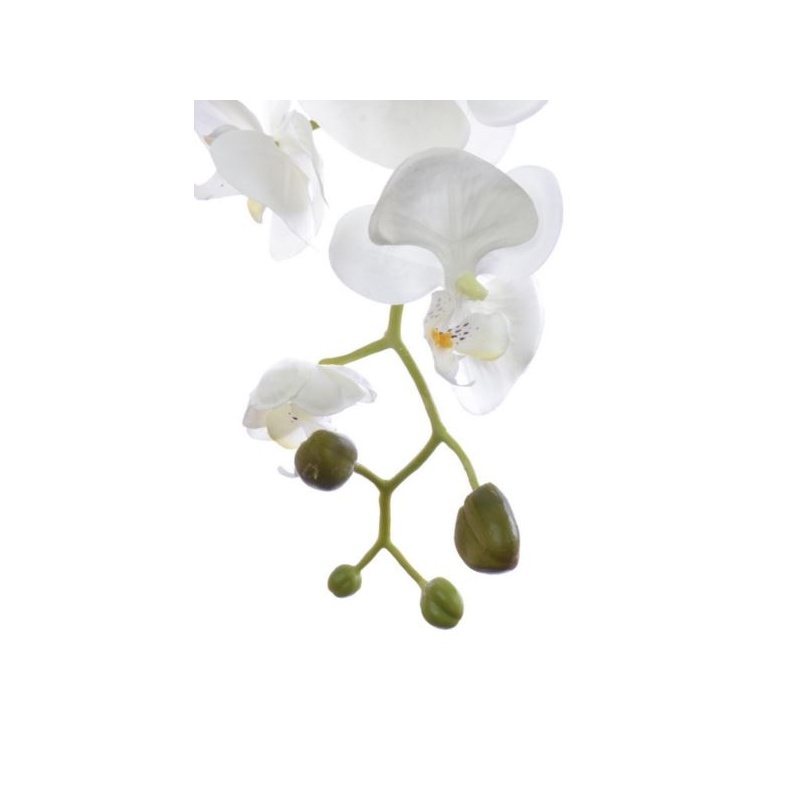STORCZYK PHALAENOPSIS 98CM SUN315 CREAM