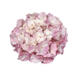 HORTENSJA GŁOWA DUŻA 20CM /CHQ01 021 LT PINK