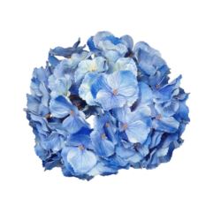 HORTENSJA GŁOWA DUŻA 20CM /CHQ01 024 PURE BLUE