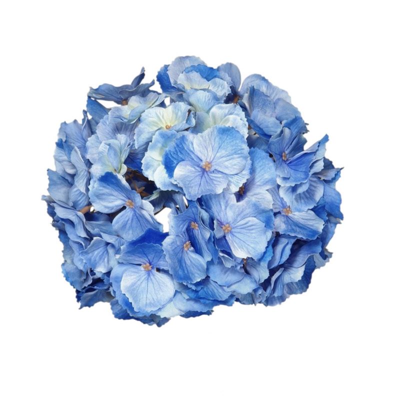 HORTENSJA GŁOWA DUŻA 20CM /CHQ01 024 PURE BLUE