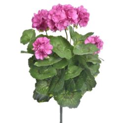 PELARGONIA X7 40CM SUN534 PINK EDGE BEAUTY