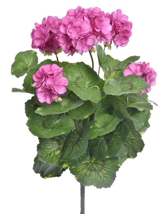 PELARGONIA X7 40CM SUN534 PINK EDGE BEAUTY