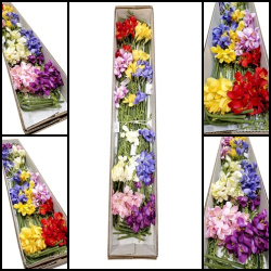 FREZJA 98CM SUN328 KARTON 36SZT MIX 7 KOLOR -40%