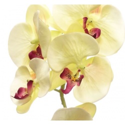 STORCZYK PHALAENOPSIS 98CM SUN315 LEMON