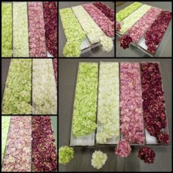 REST-50% HORTENSJA GŁOWA 12CM SUN772 4 KOLORY