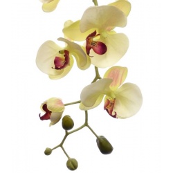 STORCZYK PHALAENOPSIS 98CM SUN315 LEMON