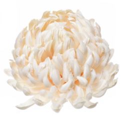 Chryzantema głowa 15cm ART037 new vanilla