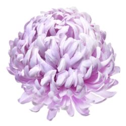 Chryzantema głowa 15cm ART037 pearl violet