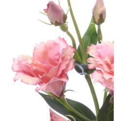 Eustoma gałązka 83cm sun345 dirty pink