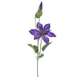 KLEMATIS NA PIKU 48CM SUN500 DR PURPLE