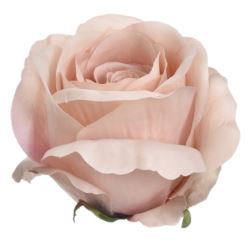 RÓŻA GŁOWA 8CM SUN388 HAZELNUT