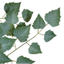 BRZOZA GAŁĄZKA LIŚĆ 60CM POWDER GREEN