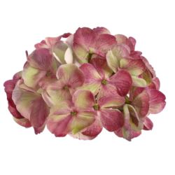 HORTENSJA GŁOWA 17CM KLM1201 GREEN EDGE BEAUTY