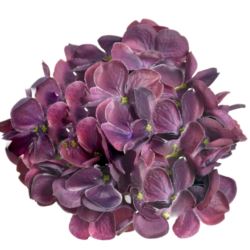 HORTENSJA GŁOWA 17CM KLM1201 DEEP BEAUTY