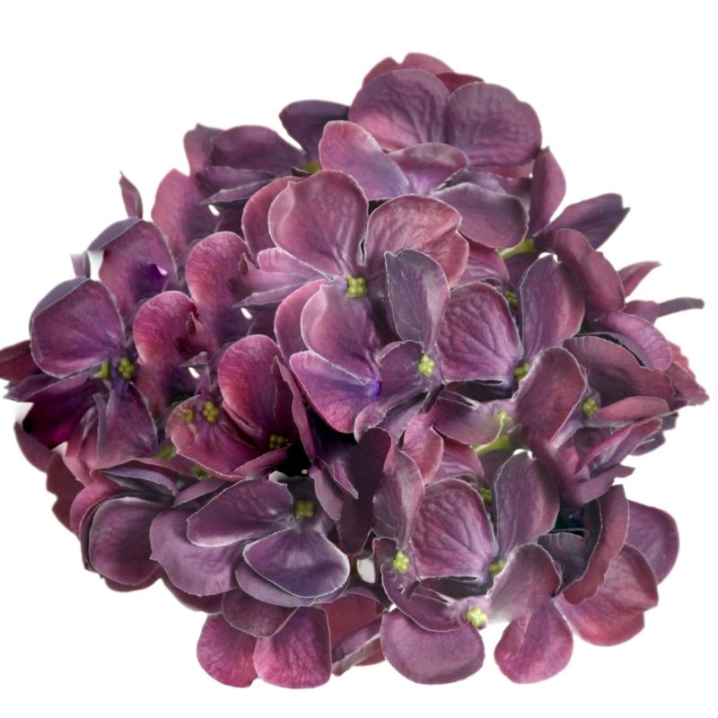 HORTENSJA GŁOWA 17CM KLM1201 DEEP BEAUTY