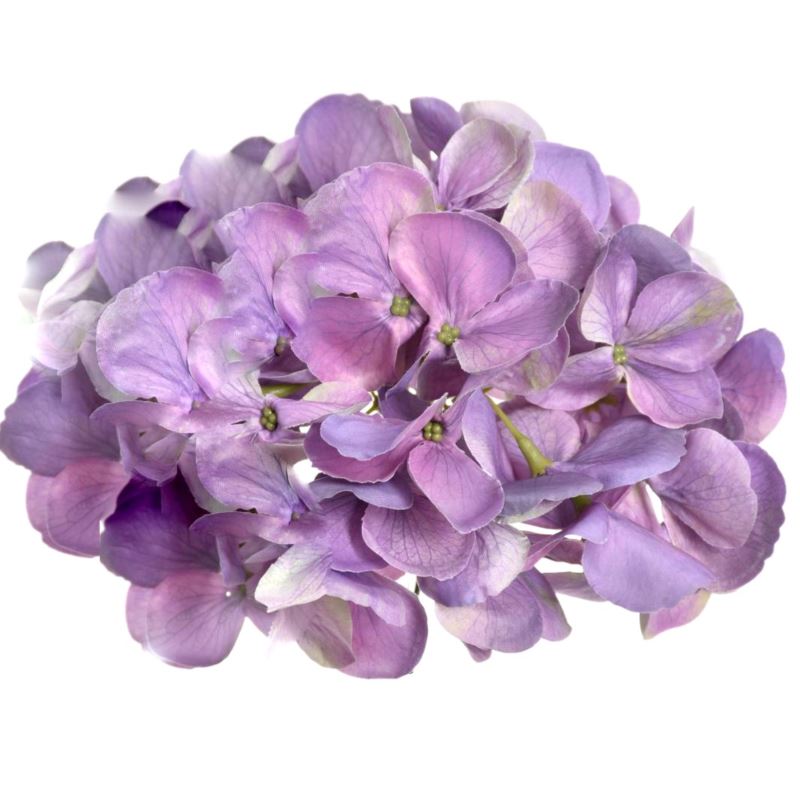 HORTENSJA GŁOWA 17CM KLM1201 DR VIOLET HORTENSJA GŁOWA 17CM KLM1201 DR VIOLET