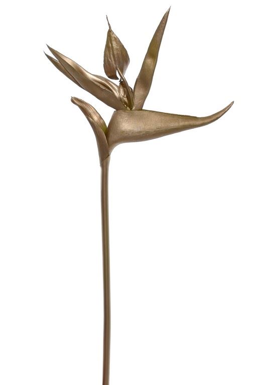 STRELICJA GUMA 59CM XANA002 GOLD