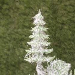 CHOINKA MINI 5CM 7x PIK GREEN SNOW GLITTER