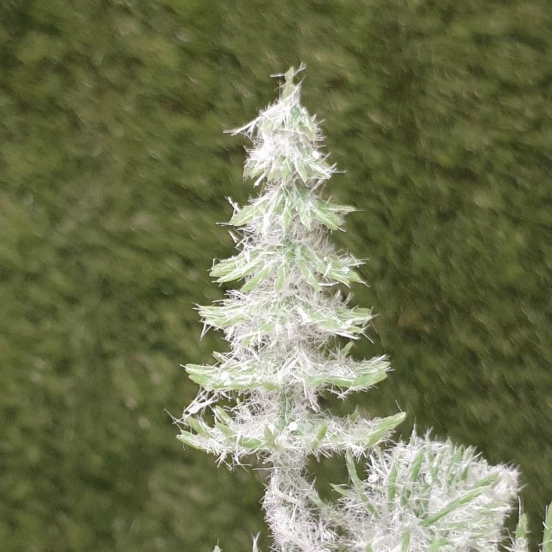 CHOINKA MINI 5CM 7x PIK GREEN SNOW GLITTER