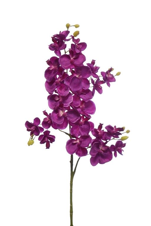 Storczyk drobny 70cm sun230 purple