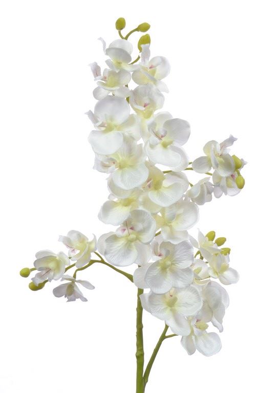 Storczyk drobny 70cm sun230 cream