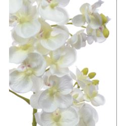 Storczyk drobny 70cm sun230 cream