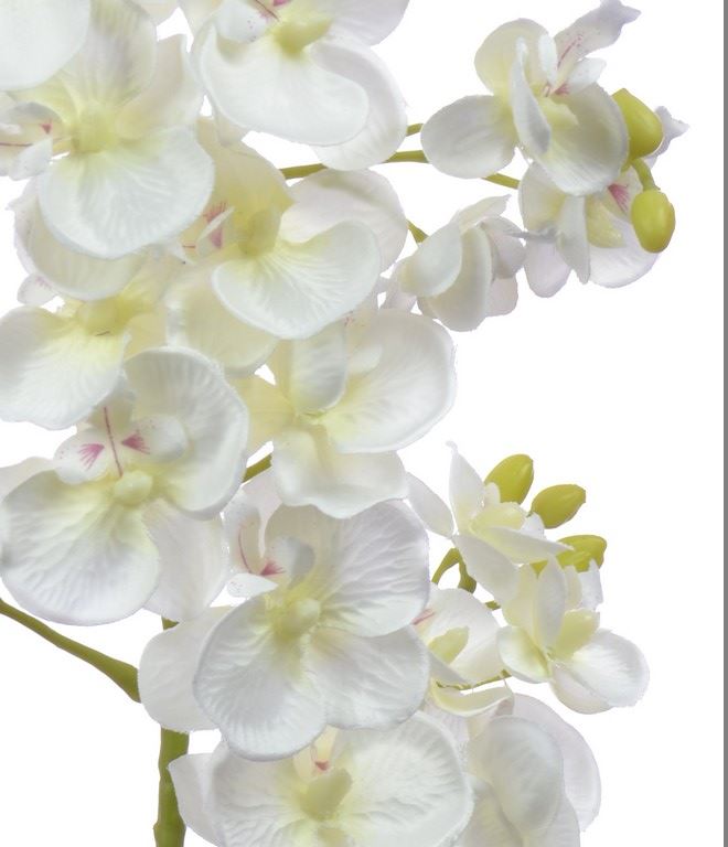 Storczyk drobny 70cm sun230 cream