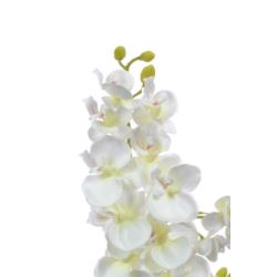 Storczyk drobny 70cm sun230 cream