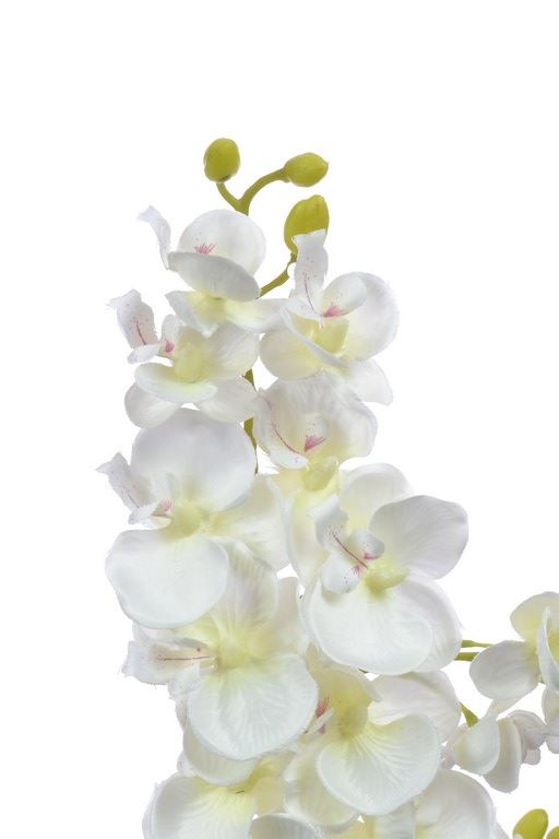 Storczyk drobny 70cm sun230 cream