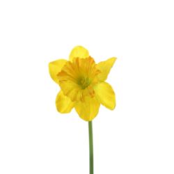 Żonkil pojedynczy 50cm sun410 dark yellow