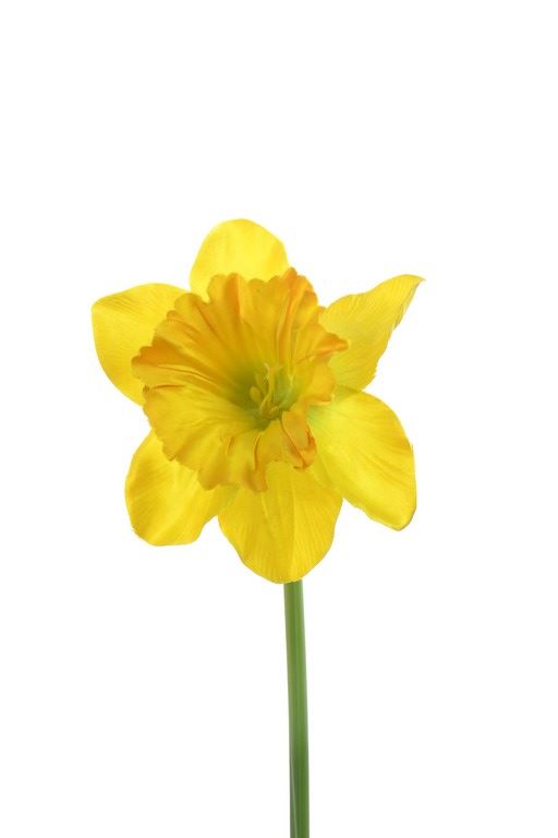 Żonkil pojedynczy 50cm sun410 dark yellow