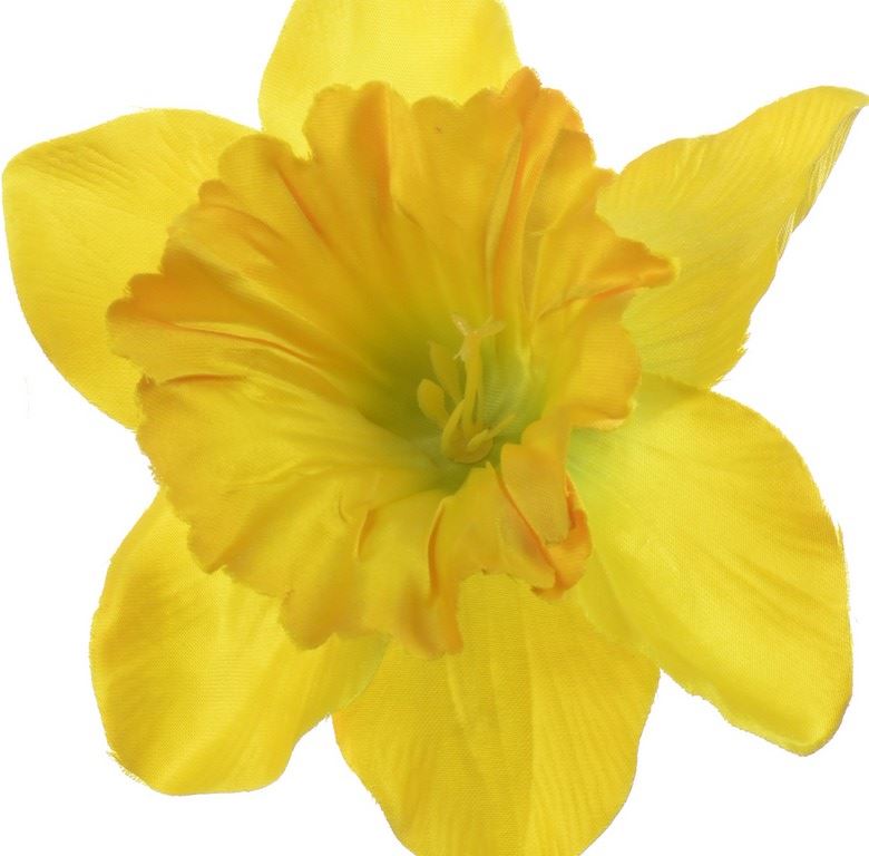 Żonkil pojedynczy 50cm sun410 dark yellow