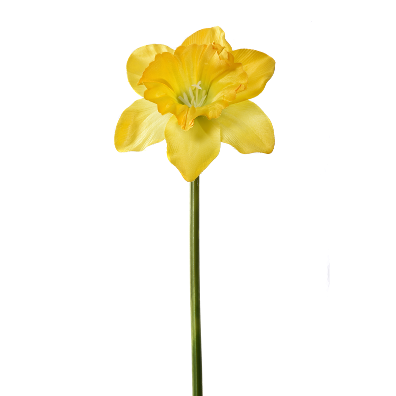 Żonkil pojedynczy 50cm sun410 dark yellow