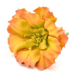 SUKULENT AEONIUM GUMA 14CM ORANGE GREEN