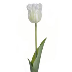 TULIPAN POJEDYNCZY 50CM ART26 WHITE