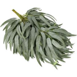 GAŁĄZKA RUSKUS CF39-001 POWDER GREEN