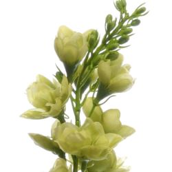 OSTRÓŻKA POJ. 72CM SUN498 LT GREEN